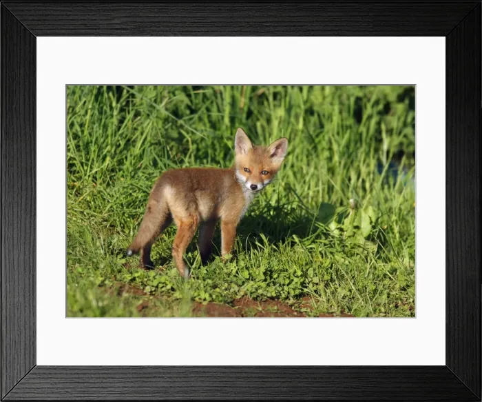 Framed Print : Red Fox - cub on meadow, Hessen, Germany Framed Print : Red Fox - cub on meadow, Hessen, Germany