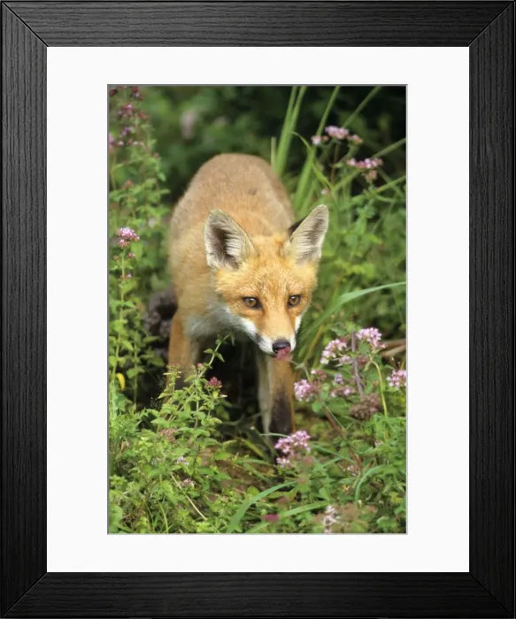 Framed Print : Red Fox - looking alert, Hessen, Germany Framed Print : Red Fox - looking alert, Hessen, Germany