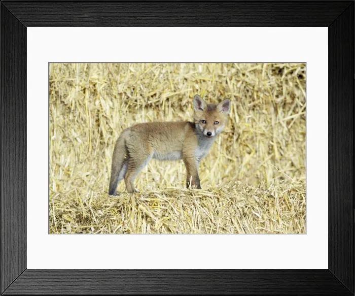 Framed Print : Red Fox - standing on straw bales cub in open barn, Hessen, Germany Framed Print : Red Fox - standing on straw bales cub in open barn, Hessen, Germany