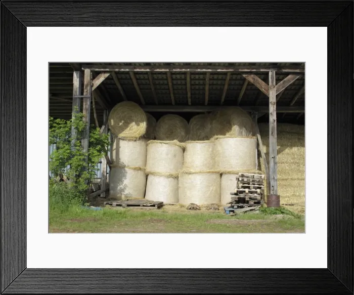 Framed Print : Red Fox - 2 cubs in front of open barn, Hessen, Germany Framed Print : Red Fox - 2 cubs in front of open barn, Hessen, Germany