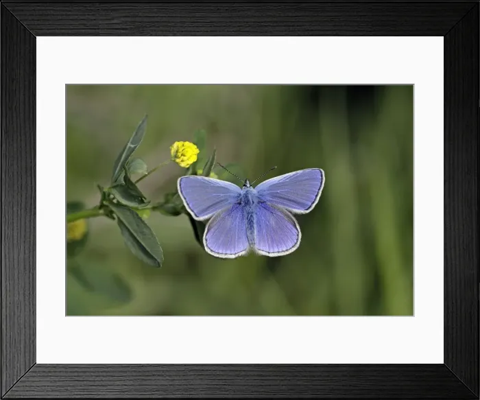 Framed Print : Common Blue - feeding on Hop Trefoil (Trifolium campestre), Lower Saxony, Germany Framed Print : Common Blue - feeding on Hop Trefoil (Trifolium campestre), Lower Saxony, Germany