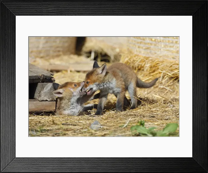 Framed Print : Red Fox - 2 cubs playing in open barn, Hessen, Germany Framed Print : Red Fox - 2 cubs playing in open barn, Hessen, Germany