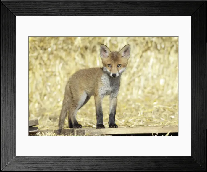 Framed Print : Red Fox - cub standing on pallet in open barn, Hessen, Germany Framed Print : Red Fox - cub standing on pallet in open barn, Hessen, Germany