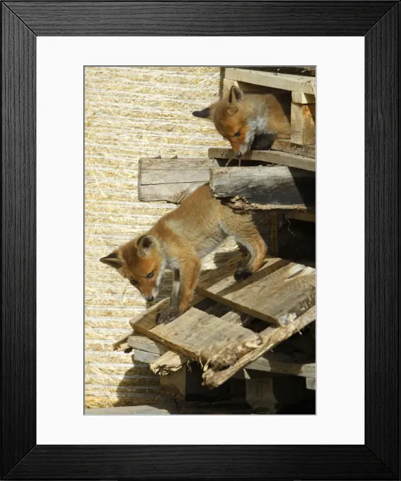 Framed Print : Red Fox - 2 cubs playing between pallets in open barn, Hessen, Germany Framed Print : Red Fox - 2 cubs playing between pallets in open barn, Hessen, Germany