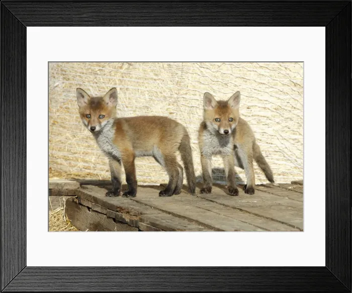 Framed Print : Red Fox - 2 cubs standing on pallet in open barn, Hessen, Germany Framed Print : Red Fox - 2 cubs standing on pallet in open barn, Hessen, Germany