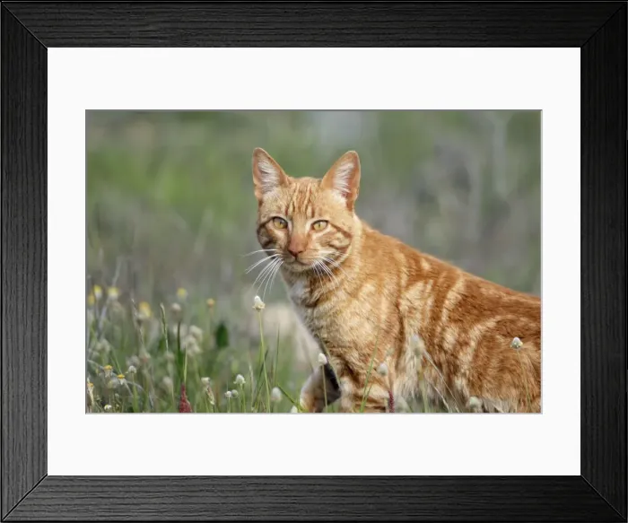 Framed Print : Feral Cat - hunting in Herdade de Sao Marcos Great Bustard Reseve and NP, beside township Castro Verde, Alentejo, Portugal Framed Print : Feral Cat - hunting in Herdade de Sao Marcos Great Bustard Reseve and NP, beside township Castro Verde, Alentejo, Portugal