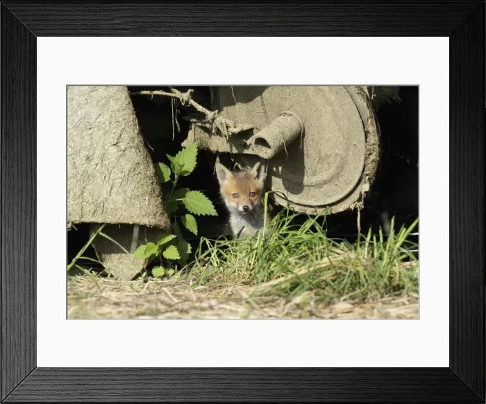 Framed Print : Red Fox - cub sitting under farm machinery in open barn, Hessen, Germany Framed Print : Red Fox - cub sitting under farm machinery in open barn, Hessen, Germany