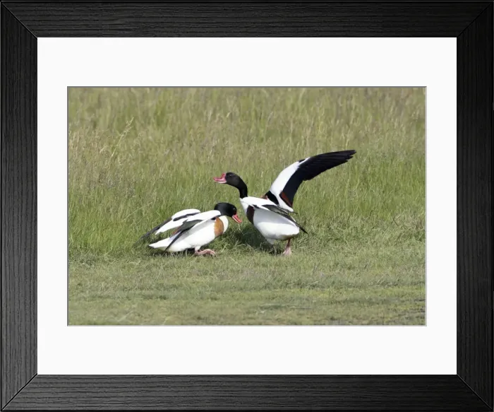 Framed Print : Shelduck - 2 territorial males fighting, Isle of Texel, Holland Framed Print : Shelduck - 2 territorial males fighting, Isle of Texel, Holland