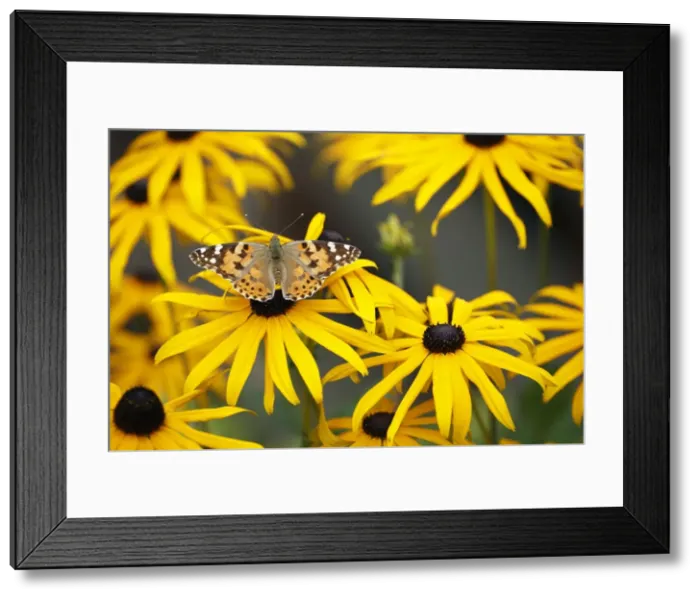 Framed Print : Butterfly, Painted Lady - feeding on Rudbekia flowers in garden, Lower Saxony, Germany Framed Print : Butterfly, Painted Lady - feeding on Rudbekia flowers in garden, Lower Saxony, Germany