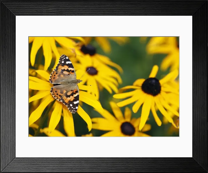 Framed Print : Butterfly, Painted Lady - feeding on Rudbekia flowers in garden, Lower Saxony, Germany