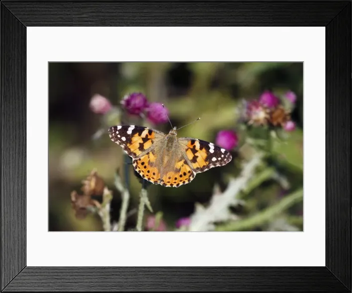 Framed Print : Butterfly, Painted Lady - feeding on thistle flowers, Lower Saxony, Germany Framed Print : Butterfly, Painted Lady - feeding on thistle flowers, Lower Saxony, Germany