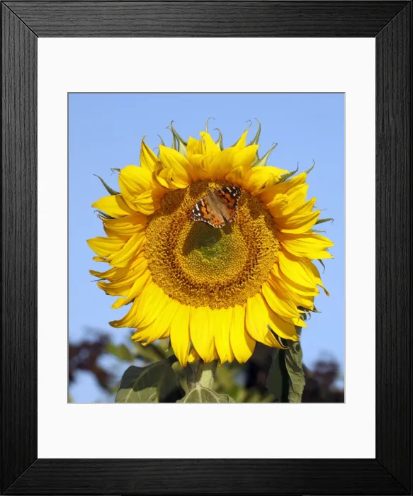 Framed Print : Butterfly, Painted Lady - feeding on sunflower head, Lower Saxony, Germany Framed Print : Butterfly, Painted Lady - feeding on sunflower head, Lower Saxony, Germany