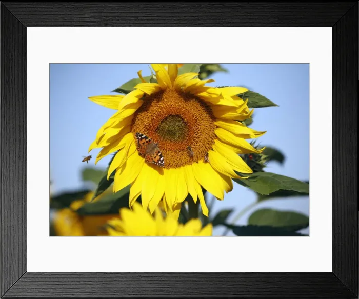 Framed Print : Butterfly, Painted Lady and Honey Bees (Apis mellifera) - feeding on sunflower head, Lower Saxony, Germany Framed Print : Butterfly, Painted Lady and Honey Bees (Apis mellifera) - feeding on sunflower head, Lower Saxony, Germany