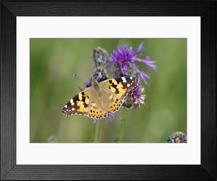 Framed Print : Butterfly, Painted Lady - feeding on knapweed flower, Lower Saxony, Germany Framed Print : Butterfly, Painted Lady - feeding on knapweed flower, Lower Saxony, Germany