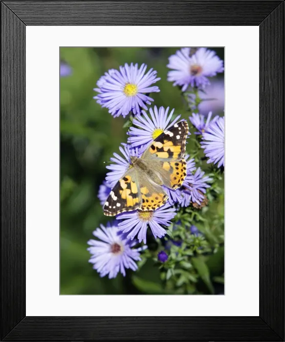 Framed Print : Butterfly, Painted Lady - feeding on autumn flowering aster blossom in garden, Lower Saxony, Germany Framed Print : Butterfly, Painted Lady - feeding on autumn flowering aster blossom in garden, Lower Saxony, Germany