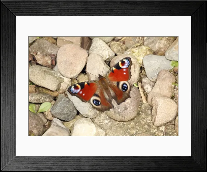 Framed Print : Butterfly, Peacock - resting on gravel path in garden, sun-basking, Lower Saxony, Germany Framed Print : Butterfly, Peacock - resting on gravel path in garden, sun-basking, Lower Saxony, Germany