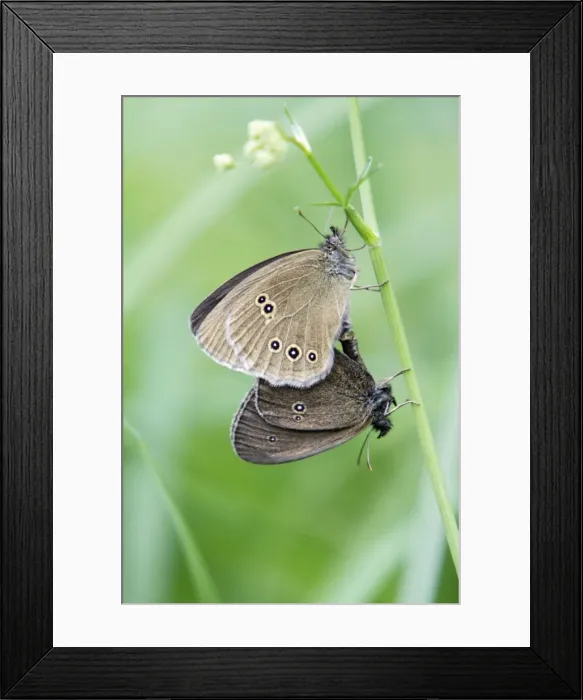 Framed Print : Butterfly, Ringlet - pair mating, perched on grass stalk, Lower Saxony, Germany Framed Print : Butterfly, Ringlet - pair mating, perched on grass stalk, Lower Saxony, Germany