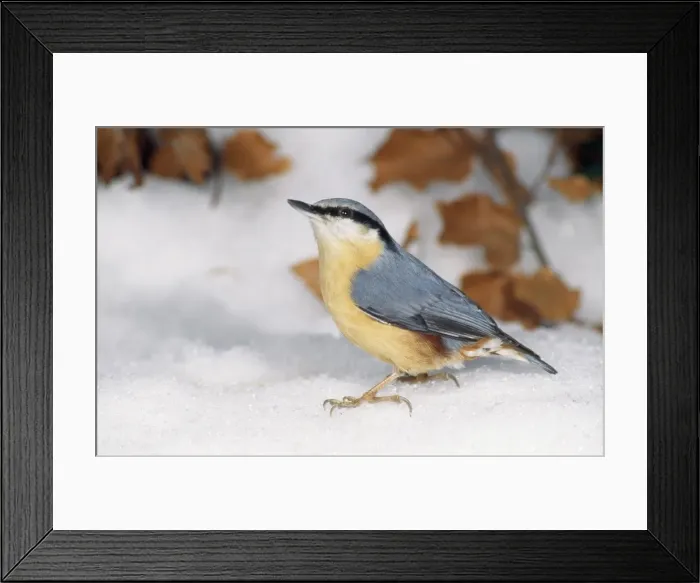 Framed Print : Nuthatch - searching for food in snow Framed Print : Nuthatch - searching for food in snow