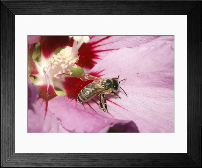 Framed Print : Honey Bee - feeding on nectar of Hibiscus flower, Lower Saxony, Germany Framed Print : Honey Bee - feeding on nectar of Hibiscus flower, Lower Saxony, Germany