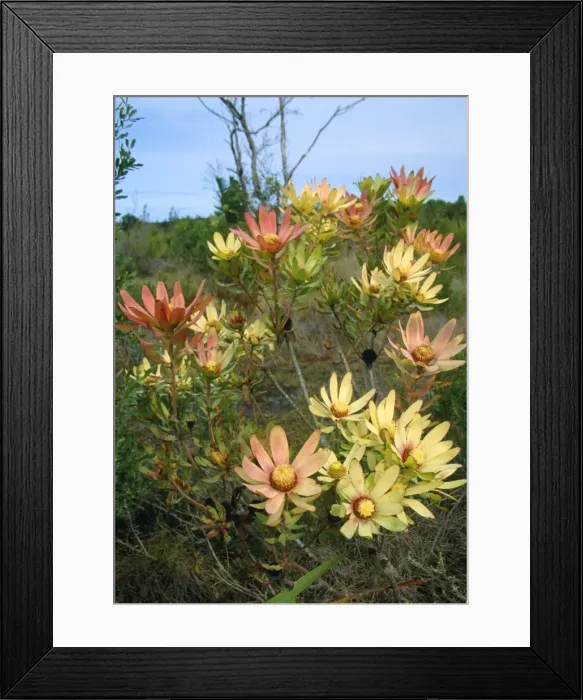 Framed Print : Leucadendron sessile - in flower in the Fynbos region of the Western Cape Province, South Africa Framed Print : Leucadendron sessile - in flower in the Fynbos region of the Western Cape Province, South Africa