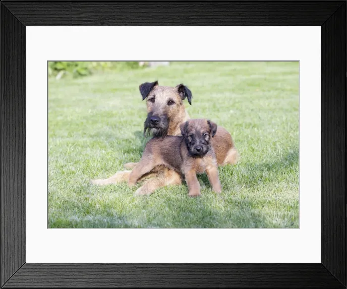 Framed Print : Dogs - Westfalia  /  Westfalen Terrier - puppy with its father on garden lawn, Lower Saxony, Germany