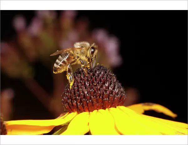 Honey Bee - feeding on Rudbekia flower in garden, Lower Saxony, Germany
