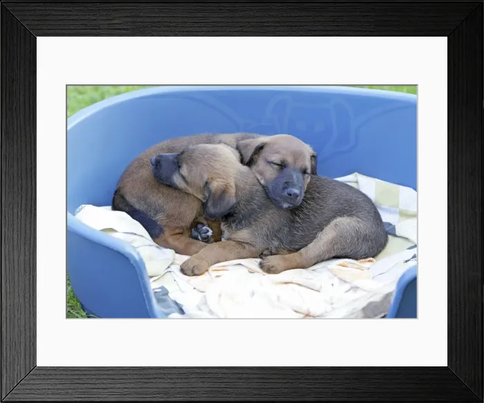 Framed Print : Dog - Westfalia / Westfalen Terrier - 2 puppies sleeping in dog basket, Lower Saxony, Germany Framed Print : Dog - Westfalia / Westfalen Terrier - 2 puppies sleeping in dog basket, Lower Saxony, Germany
