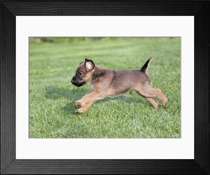 Framed Print : Dog - Westfalia  /  Westfalen Terrier - puppy running across garden lawn, Lower Saxony, Germany