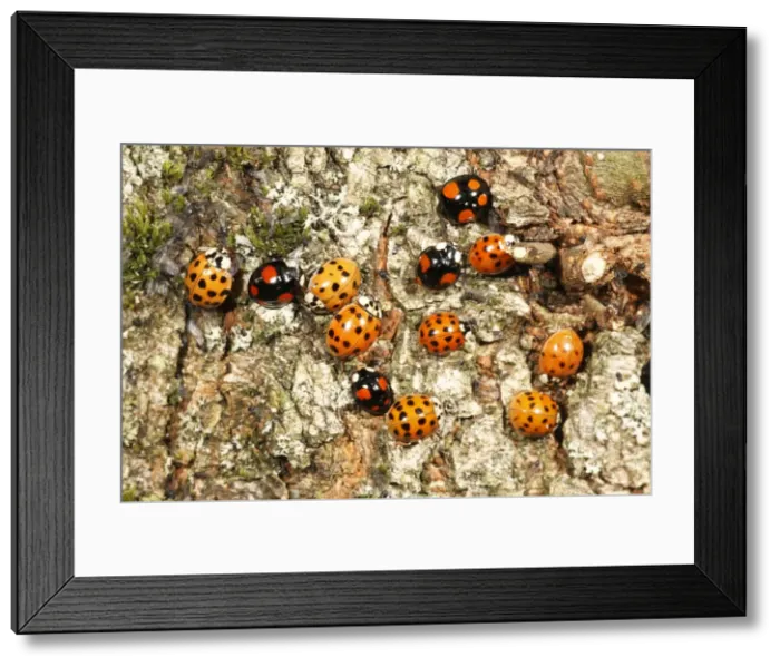 Framed Print : Harlequin Ladybirds - gathering in autumn on tree stem, before hibernation, Hessen, Germany Framed Print : Harlequin Ladybirds - gathering in autumn on tree stem, before hibernation, Hessen, Germany