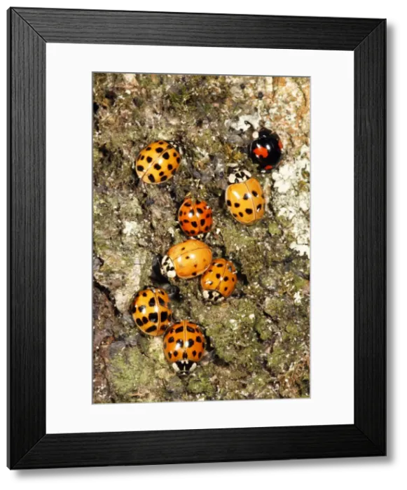 Framed Print : Harlequin Ladybirds - gathering in autumn on tree stem, before hibernation, Hessen, Germany Framed Print : Harlequin Ladybirds - gathering in autumn on tree stem, before hibernation, Hessen, Germany