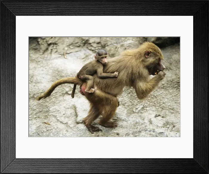 Framed Print : Hamadryas Baboon - female transporting offspring Framed Print : Hamadryas Baboon - female transporting offspring