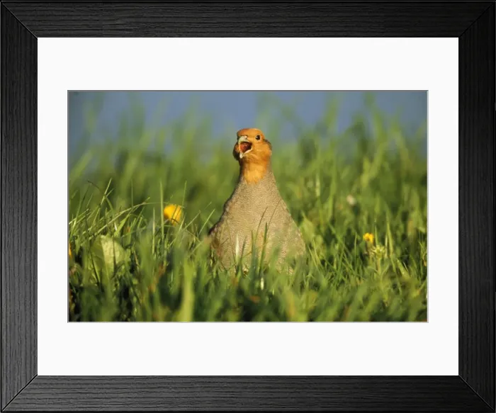 Framed Print : Partridge - calling to female in meadow Framed Print : Partridge - calling to female in meadow
