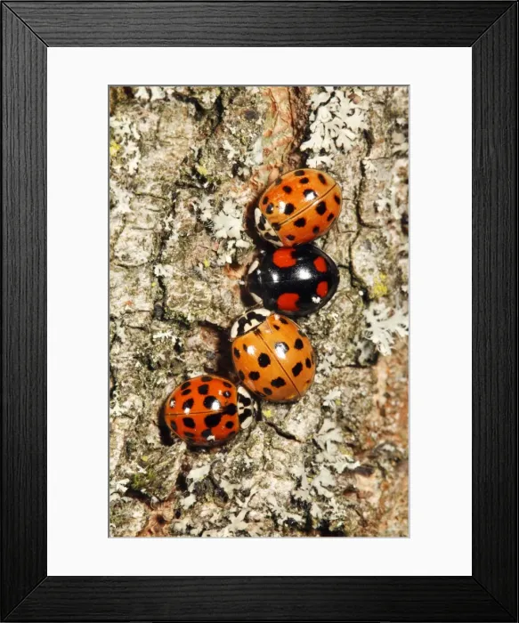 Framed Print : Harlequin Ladybirds - 4 gathering in autumn on tree stem, before hibernation, Hessen, Germany