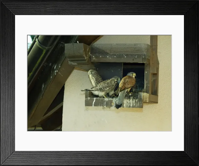 Framed Print : European Kestrel - three fledglings with male at nest box on house wall, Hessen, Germany Framed Print : European Kestrel - three fledglings with male at nest box on house wall, Hessen, Germany