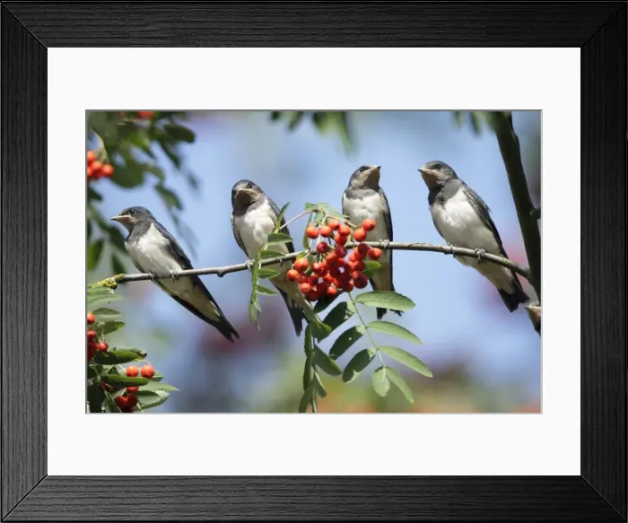 Framed Print : Barn Swallow - 4 juveniles perched on rowan tree branch, Lower Saxony, Germany Framed Print : Barn Swallow - 4 juveniles perched on rowan tree branch, Lower Saxony, Germany