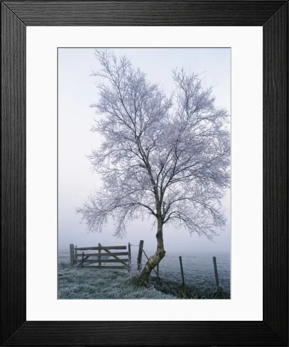 Framed Print : Rimed Tree Framed Print : Rimed Tree