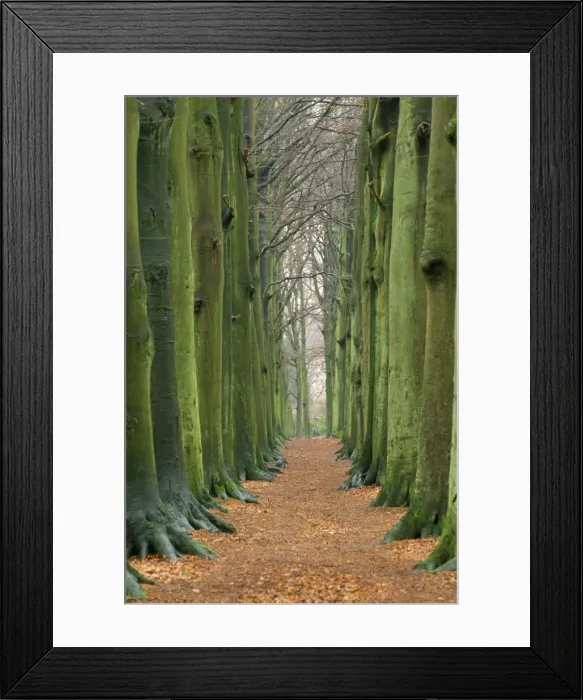Framed Print : Beech Tree - beech avenue in autumn Netherlands 80053215 Framed Print : Beech Tree - beech avenue in autumn Netherlands 80053215