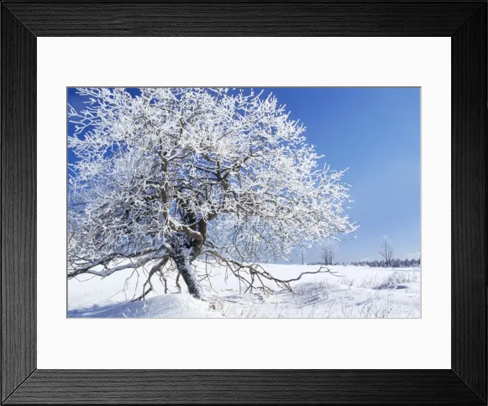 Framed Print : Tree - in winter snow. Šumava region in the Czech Republic 80053222 Framed Print : Tree - in winter snow. Šumava region in the Czech Republic 80053222