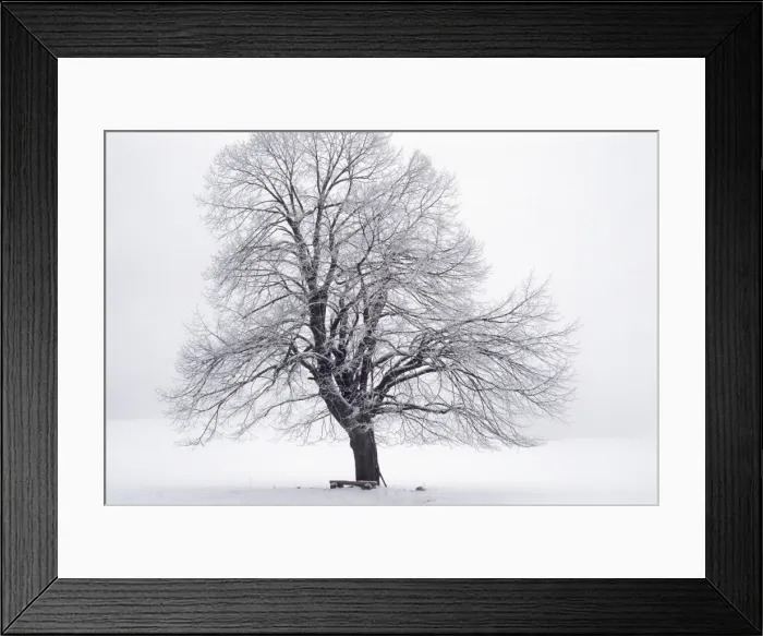 Framed Print : Tree - in winter snow. Šumava region in the Czech Republic Framed Print : Tree - in winter snow. Šumava region in the Czech Republic
