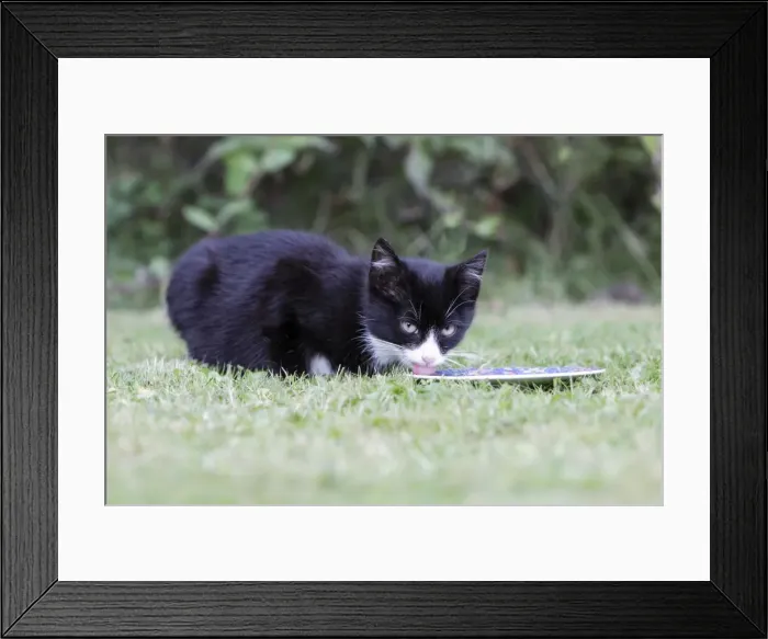 Framed Print : Cat - kitten feeding from plate in garden, Lower Saxony, Germany Framed Print : Cat - kitten feeding from plate in garden, Lower Saxony, Germany