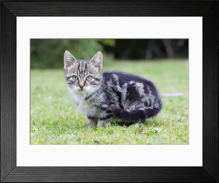 Framed Print : Cat - kitten in garden, Lower Saxony, Germany Framed Print : Cat - kitten in garden, Lower Saxony, Germany