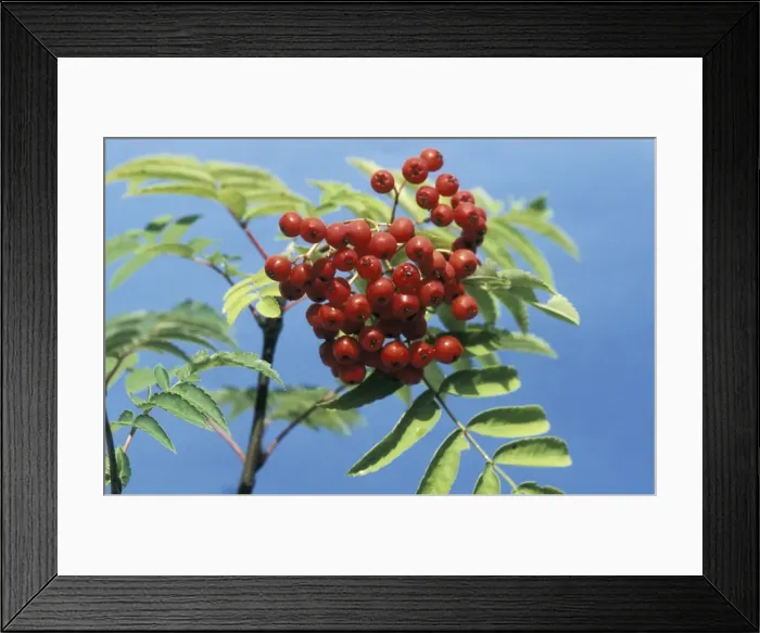 Framed Print : Rowan Berries Framed Print : Rowan Berries
