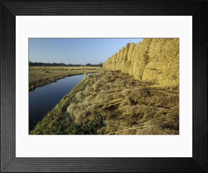 Framed Print : Reed bundles Overijssel, De Wieden nature reserve, The Netherlands Framed Print : Reed bundles Overijssel, De Wieden nature reserve, The Netherlands
