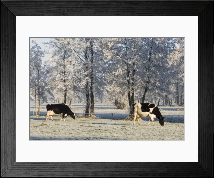 Framed Print : Cattle - in snow Framed Print : Cattle - in snow