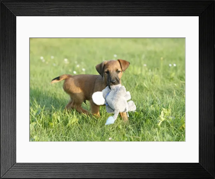 Framed Print : Dog - Westfalia / Westfalen Terrier - puppy playing with cuddly toy, Lower Saxony, Germany Framed Print : Dog - Westfalia / Westfalen Terrier - puppy playing with cuddly toy, Lower Saxony, Germany