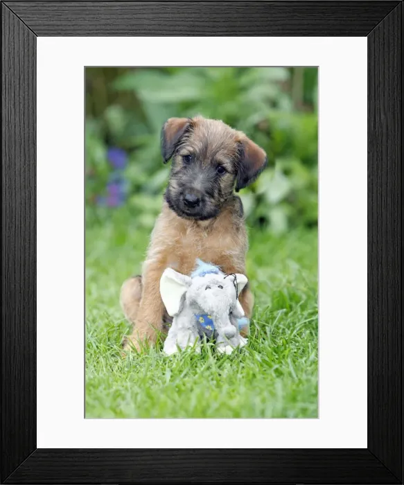 Framed Print : Dog - Westfalia / Westfalen Terrier - puppy sitting with cuddly toy, on garden lawn, Lower Saxony, Germany Framed Print : Dog - Westfalia / Westfalen Terrier - puppy sitting with cuddly toy, on garden lawn, Lower Saxony, Germany