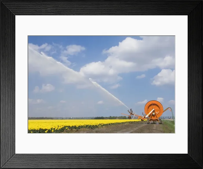 Framed Print : Tulip culture - Irrigation during a dry spring - The Netherlands - Flevoland Framed Print : Tulip culture - Irrigation during a dry spring - The Netherlands - Flevoland