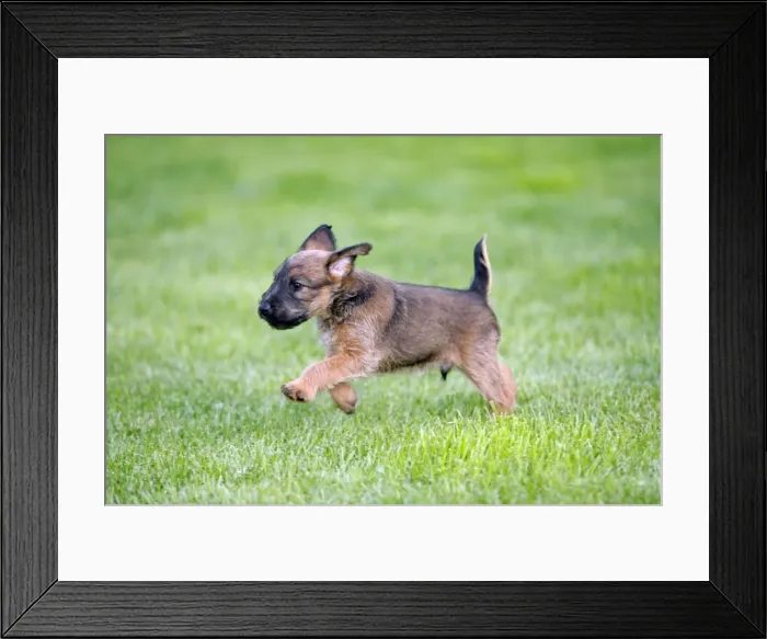 Framed Print : Dog - Westfalia / Westfalen Terrier - puppy running across garden lawn, Lower Saxony, Germany Framed Print : Dog - Westfalia / Westfalen Terrier - puppy running across garden lawn, Lower Saxony, Germany