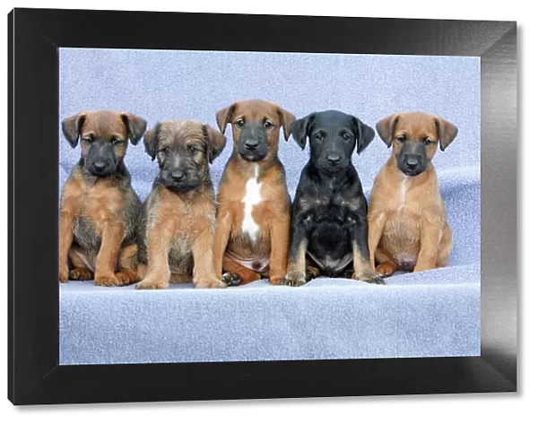 Dog - Westfalia  /  Wetfalen Terrier Puppies - 5 brothers and sisters sitting in a row, Lower Saxony, Germany