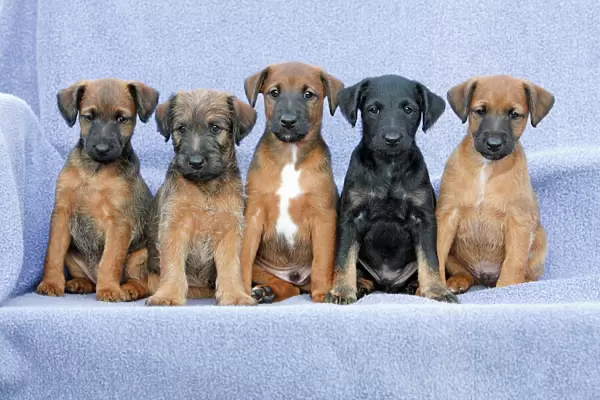 Dog - Westfalia  /  Wetfalen Terrier Puppies - 5 brothers and sisters sitting in a row, Lower Saxony, Germany